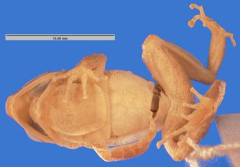 Media type: image; Herpetology A-10609